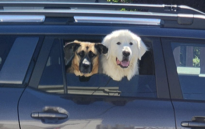 two dogs looking out car window and excited about going to day care