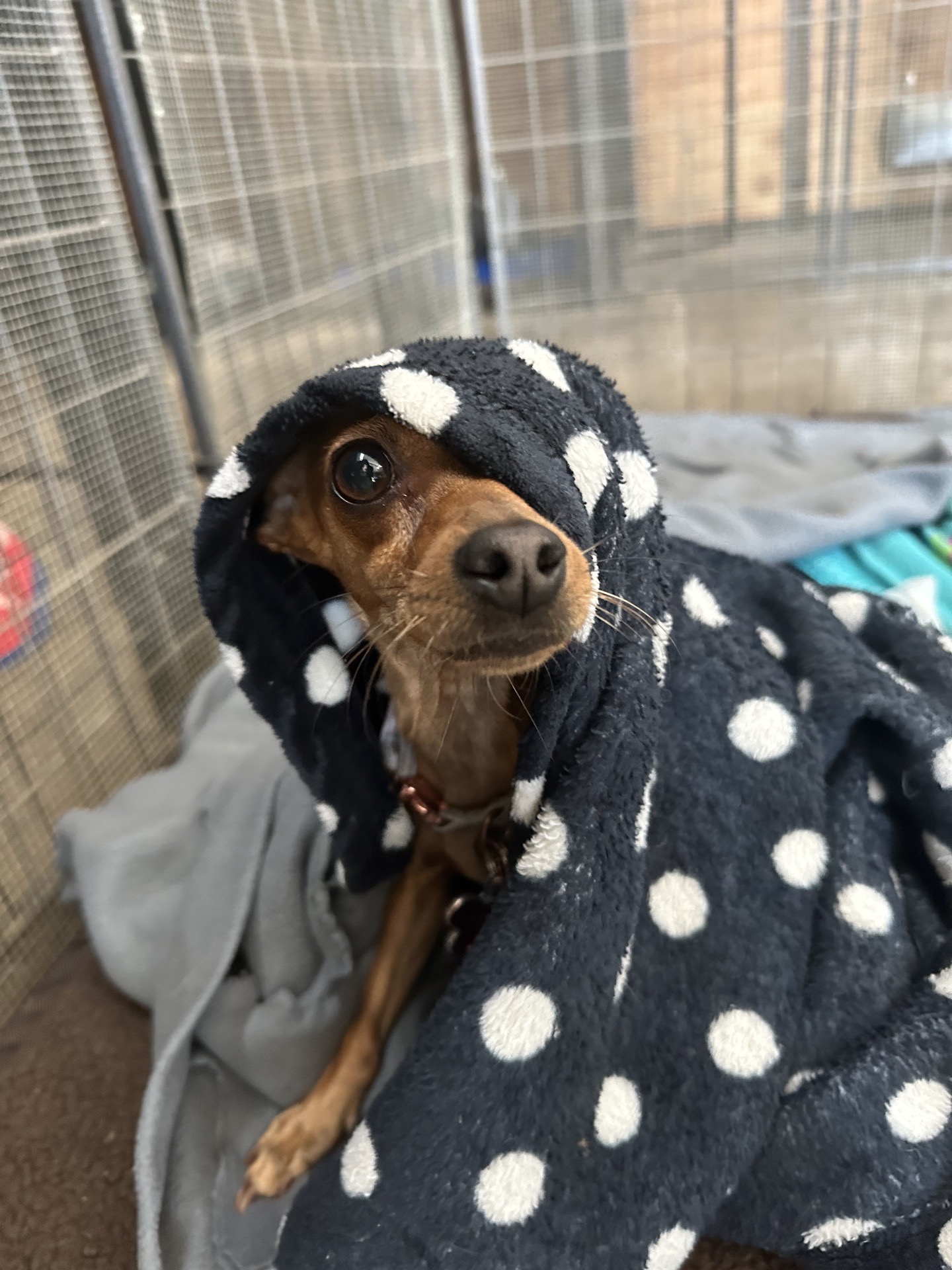A cozy, comfortable dog boarding suite where a beagle is peacefully napping on a raised cot with a soft blanket. A durable chew toy rests nearby, and the lighting is warm and subdued, conveying a sense of safety and deep relaxation.